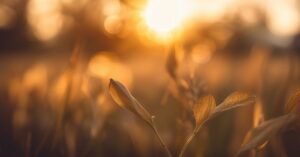 Aurora znaczenie imienia: Światło, piękno i siła.