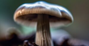 Pieczarkowy blond: Modny odcień blondu podbija ten sezon!